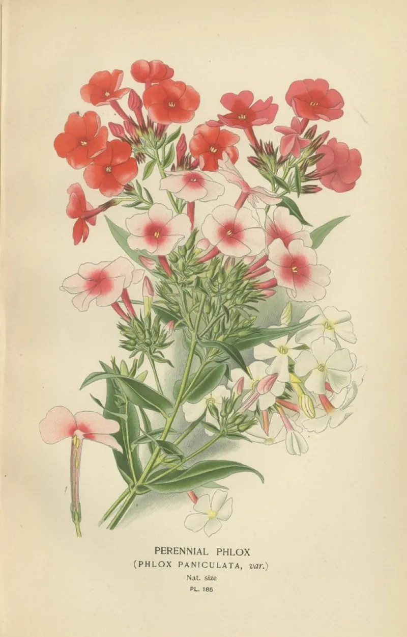 Pamono Original Botanical Prints, 1897, Set of 4, Paper> Photography