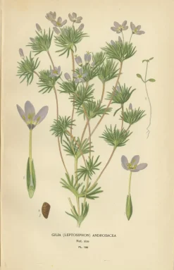 Pamono Original Botanical Prints, 1897, Set of 4, Paper><noscript><img width=