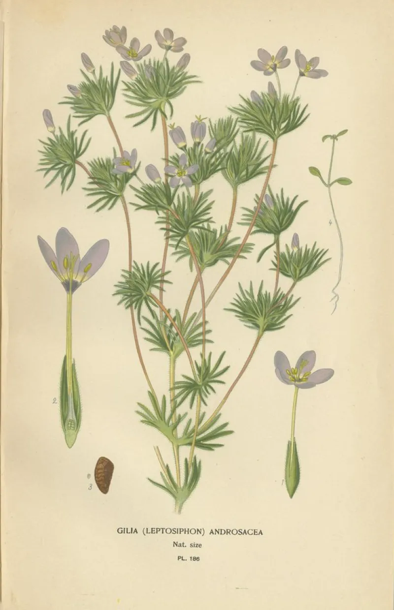 Pamono Original Botanical Prints, 1897, Set of 4, Paper> Photography