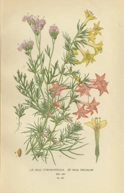 Pamono Original Botanical Prints, 1897, Set of 4, Paper><noscript><img width=
