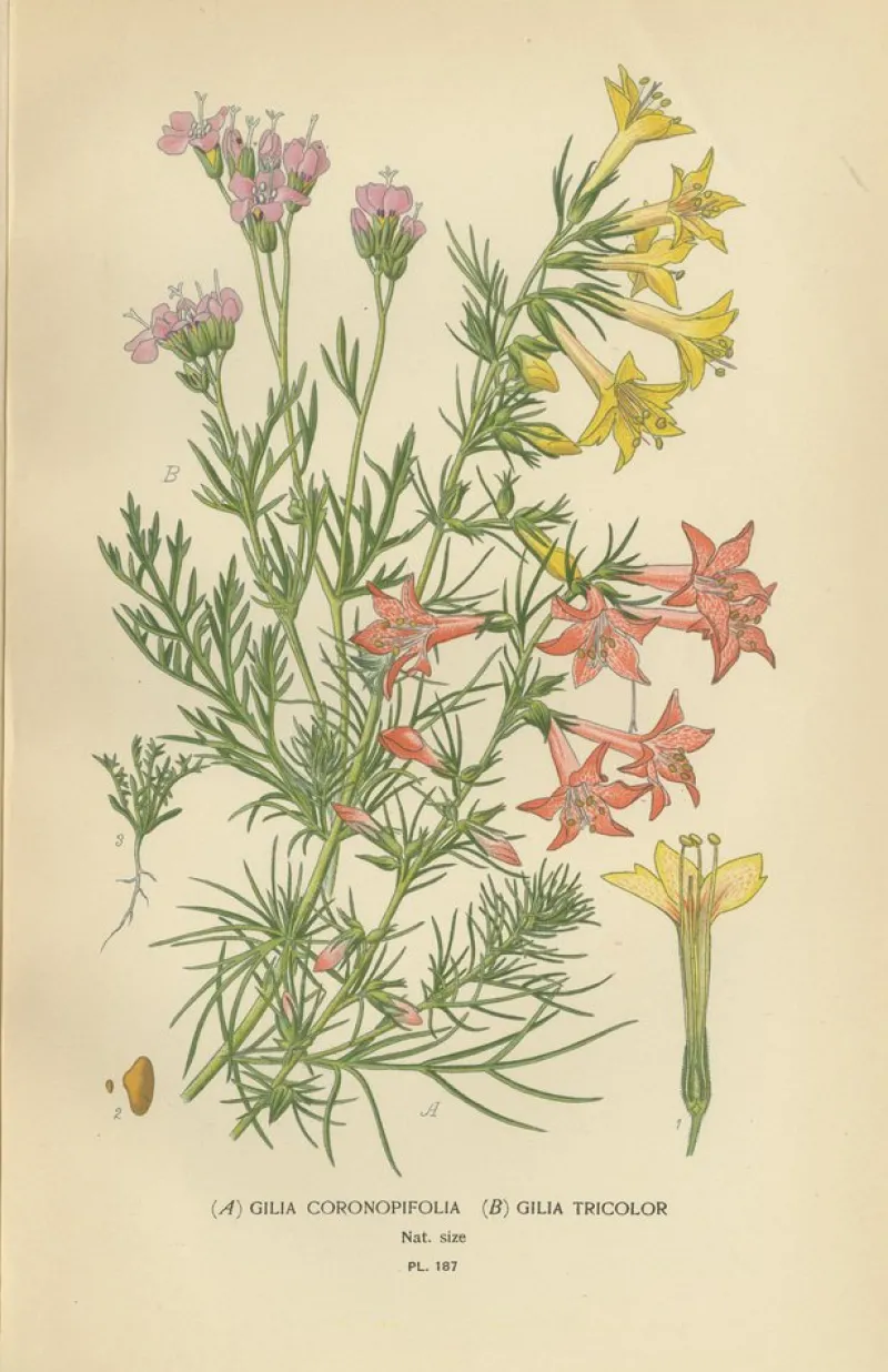 Pamono Original Botanical Prints, 1897, Set of 4, Paper> Photography