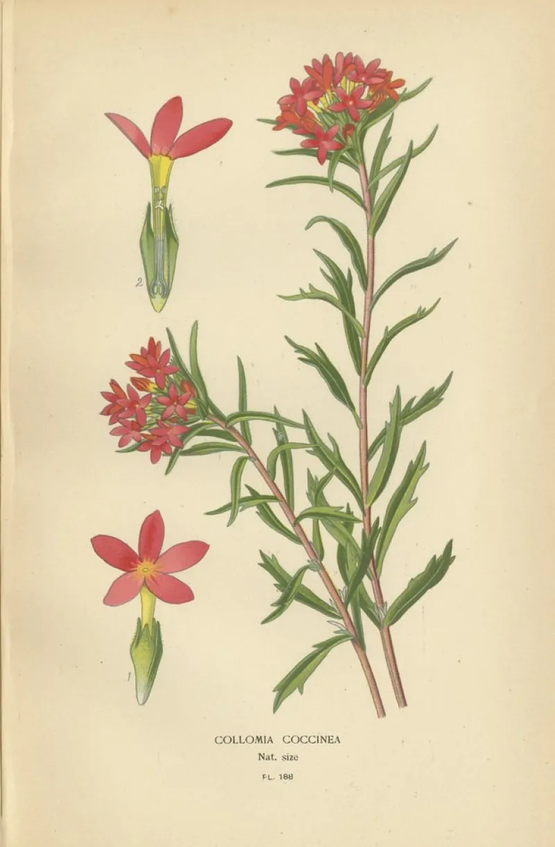 Pamono Original Botanical Prints, 1897, Set of 4, Paper> Photography