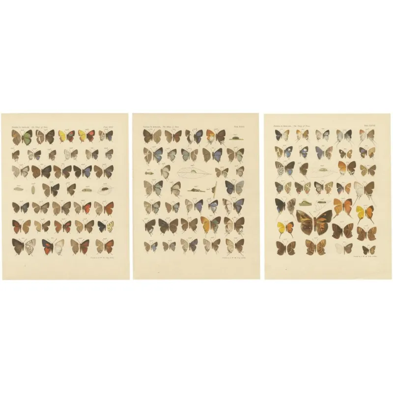 Pamono Piepers & Snellen, The Rhopalocera of Java, 1908, Set of 3