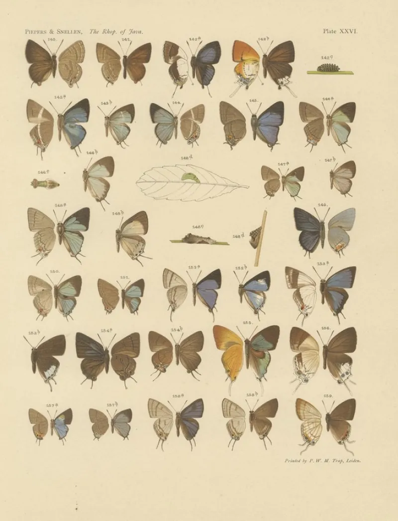 Pamono Piepers & Snellen, The Rhopalocera of Java, 1908, Set of 3