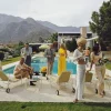 Pamono Poolside Party, Slim Aarons, Estate Edition, 1970> Photography