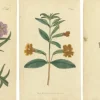 Pamono Purple Jacob's Ladder, Golden Monkeyflower and Red Kangaroo Paw Prints, 1797, Print> Work On Paper
