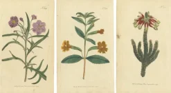 Pamono Purple Jacob's Ladder, Golden Monkeyflower and Red Kangaroo Paw Prints, 1797, Print> Work On Paper