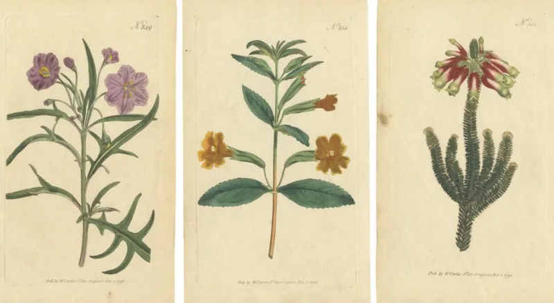 Pamono Purple Jacob's Ladder, Golden Monkeyflower and Red Kangaroo Paw Prints, 1797, Print> Work On Paper