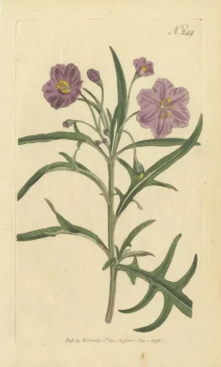 Pamono Purple Jacob's Ladder, Golden Monkeyflower and Red Kangaroo Paw Prints, 1797, Print> Work On Paper