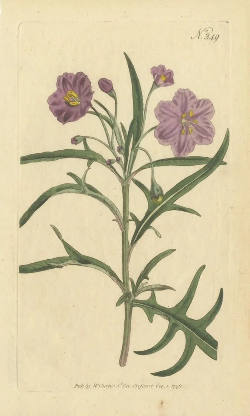 Pamono Purple Jacob's Ladder, Golden Monkeyflower and Red Kangaroo Paw Prints, 1797, Print> Work On Paper