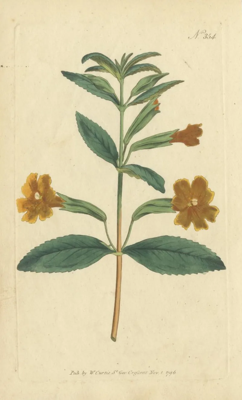 Pamono Purple Jacob's Ladder, Golden Monkeyflower and Red Kangaroo Paw Prints, 1797, Print> Work On Paper