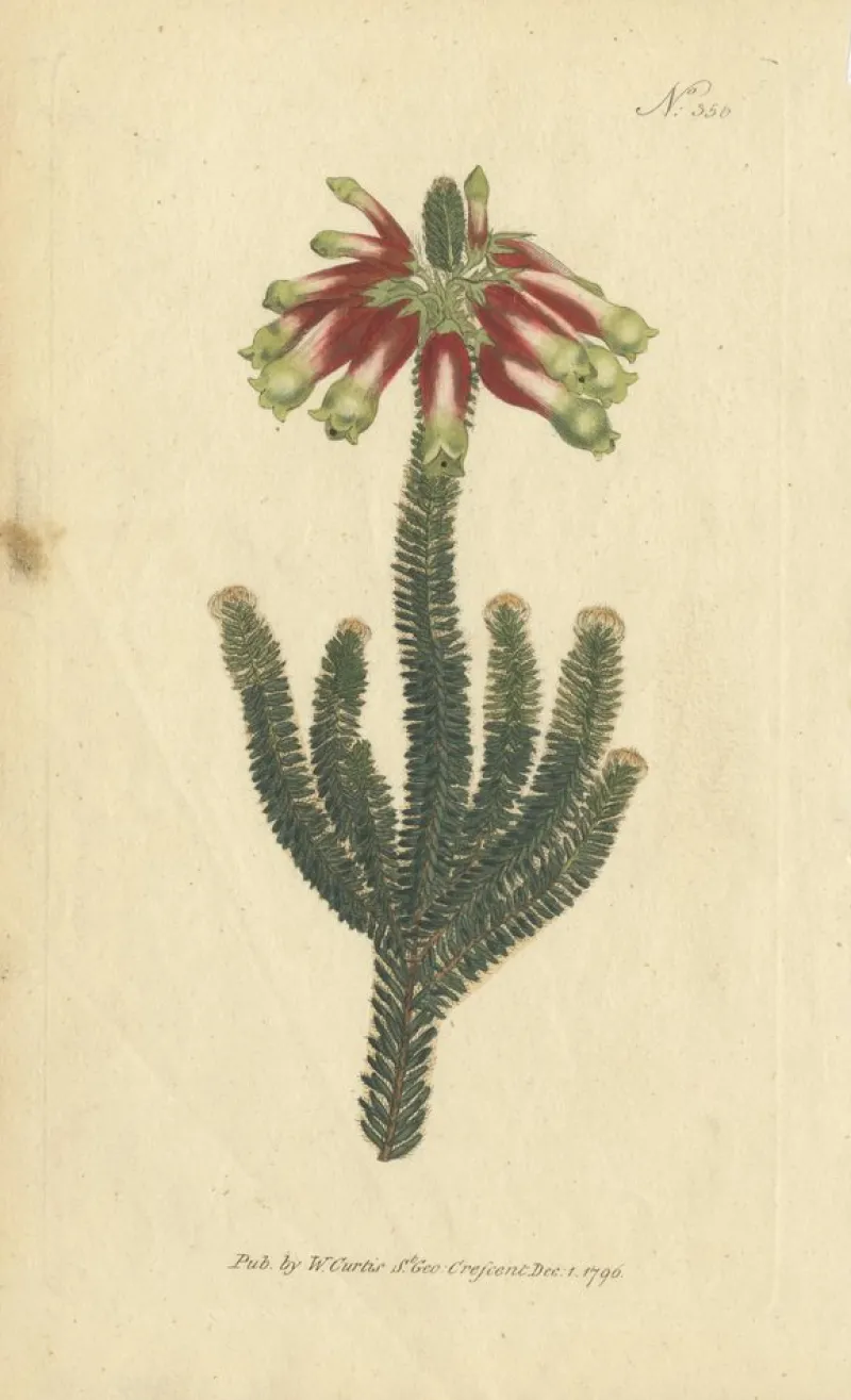 Pamono Purple Jacob's Ladder, Golden Monkeyflower and Red Kangaroo Paw Prints, 1797, Print> Work On Paper