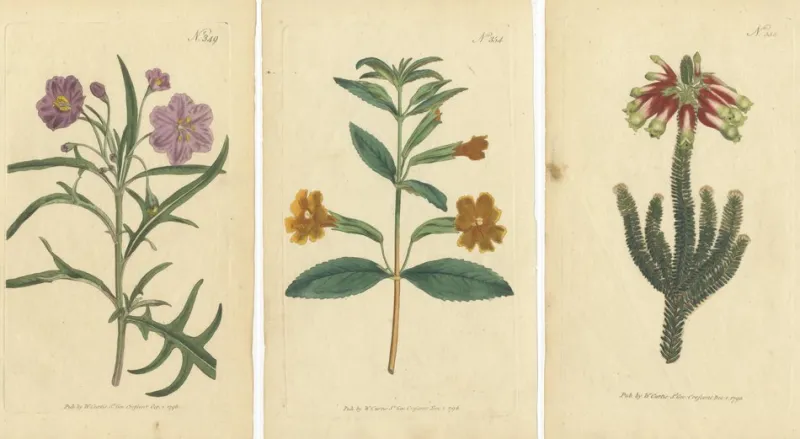 Pamono Purple Jacob's Ladder, Golden Monkeyflower and Red Kangaroo Paw Prints, 1797, Print> Work On Paper