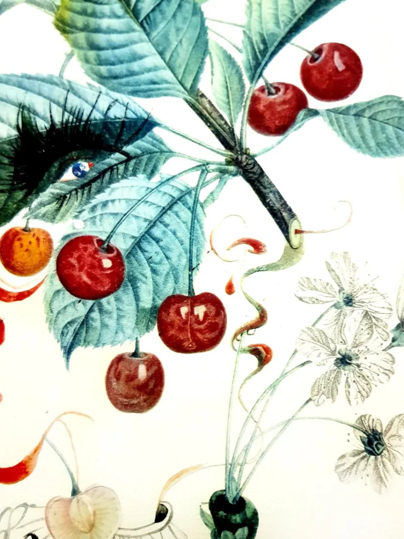 Pamono Salvador Dali - Cherries - Original Hand-Signed Lithograph 1969> Surrealist