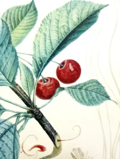 Pamono Salvador Dali - Cherries - Original Hand-Signed Lithograph 1969><noscript><img width=