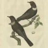 Sale Pamono Sepp & Nozeman, Ring Ouzel, 1797, Paper