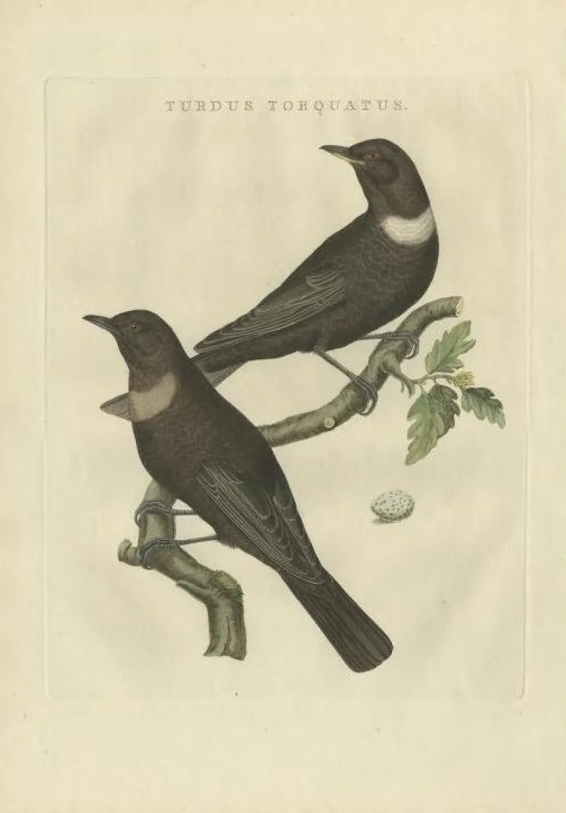 Sale Pamono Sepp & Nozeman, Ring Ouzel, 1797, Paper
