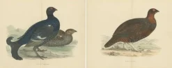 Pamono Set of 2 Illustrations of a Black Grouse and Red Grouse> Posters