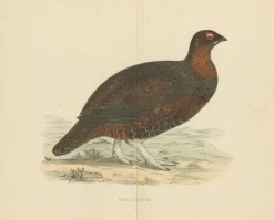 Pamono Set of 2 Illustrations of a Black Grouse and Red Grouse><noscript><img width=
