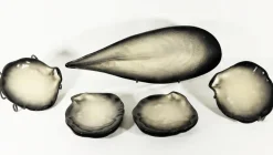 Clearance Pamono Shell Service by Pol Chambost, 1950s, Set of 7