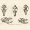Pamono Skulls of an Eskimo Dog and the Icelandic Sheepdog, 1842, Paper> Work On Paper