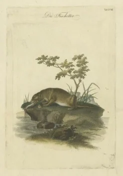 Pamono The Otters Catch A Masterpiece Engraving from Johann Daniel Meyer, 1750, Print> Posters
