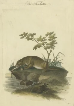 Pamono The Otters Catch A Masterpiece Engraving from Johann Daniel Meyer, 1750, Print><noscript><img width=