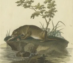 Pamono The Otters Catch A Masterpiece Engraving from Johann Daniel Meyer, 1750, Print><noscript><img width=