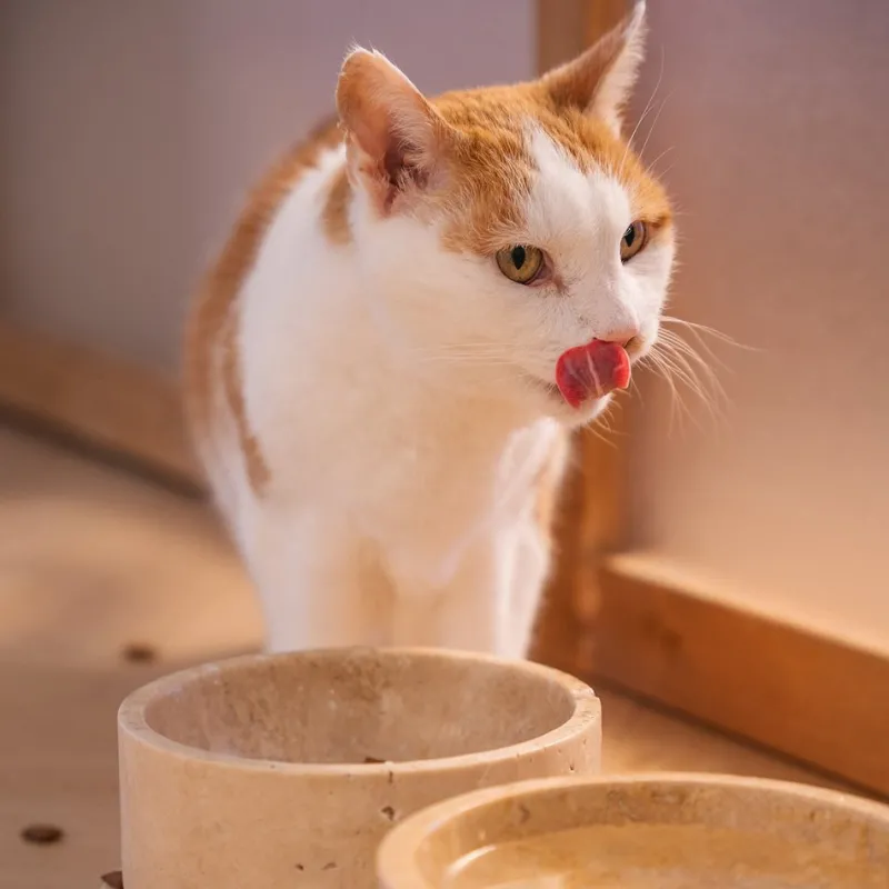 Pamono Travertine Pet Bowl from Kiwano Concept> Tabletop|Bowls