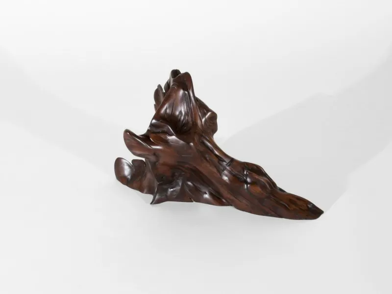 Clearance Pamono Tropical Driftwood Sculpture by Jörg Pietschmann