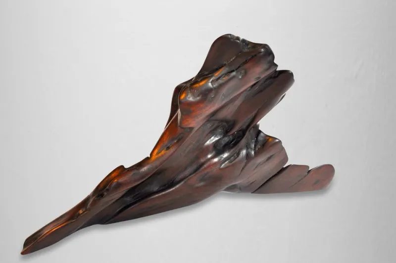 Clearance Pamono Tropical Driftwood Sculpture by Jörg Pietschmann