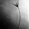 Clearance Pamono Ugne Pouwell, Cornuta No.2, 2025, Photo Paper, Edition 10