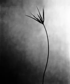 Online Pamono Ugne Pouwell, Cornuta No.2, 2025, Photo Paper, Edition 20