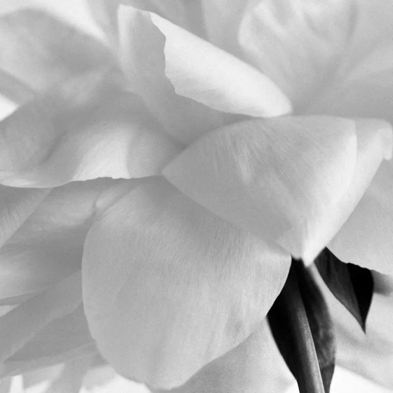 Pamono Ugne Pouwell, Peony No.14, 2025, Photo Paper, Limited Edition 10> Photography