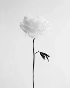 Discount Pamono Ugne Pouwell, Peony No.13, 2025, Photo Paper, Edition 20