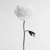 Pamono Ugne Pouwell, Peony No.13, 2025, Photo Paper, Edition 10> Photography