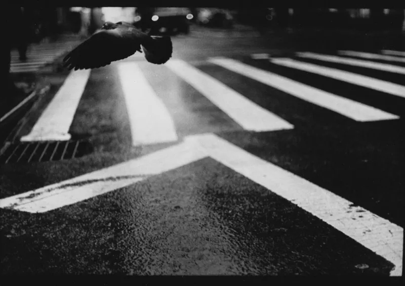 Discount Pamono Untitled #19, Pigeon Wall St From New York, Black and White, 2017