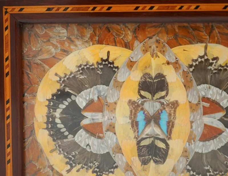 Pamono Vintage Morpho Butterfly Tray, 1940s> Trays