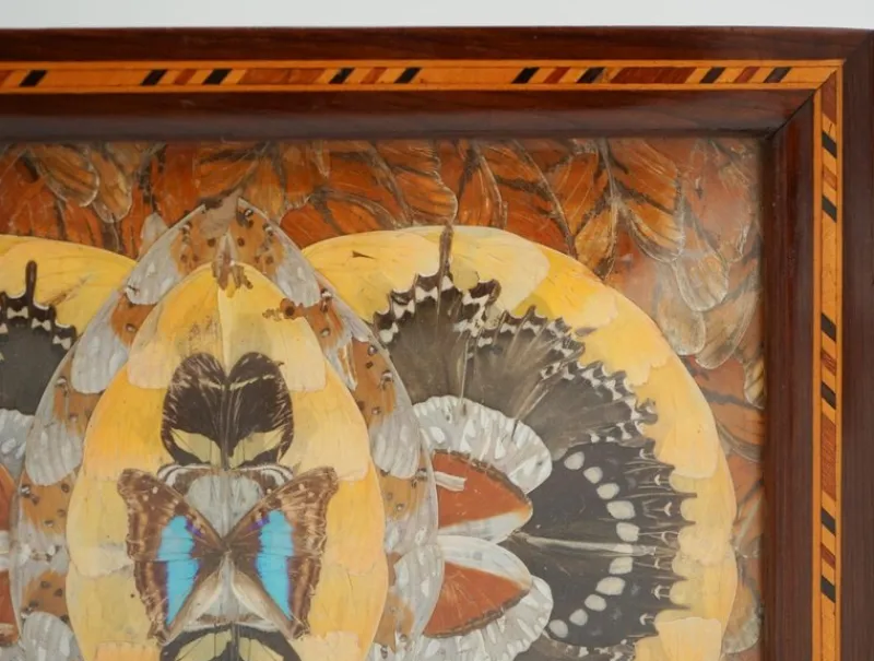 Pamono Vintage Morpho Butterfly Tray, 1940s> Trays