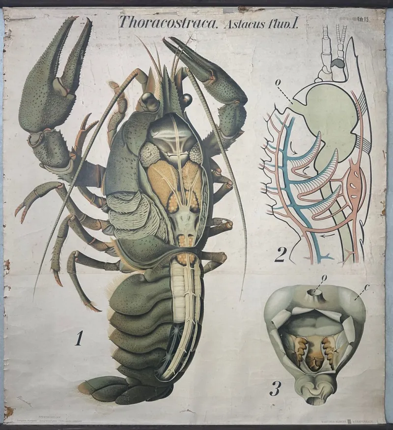 Hot Pamono Vintage Periodic Table of the Elements School Chart in Linen by Paul Pfurtscheller, 1920s