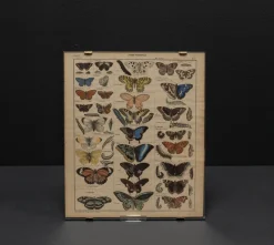 Clearance Pamono Vintage Poster with Butterflies and Snappers by C. Susemihl & Sohn for Okens Publishing House, 1960s, Set of 2