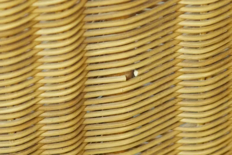 Online Pamono Wicker Bed by Adalberto Dal Lago, 1960s