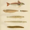Pamono Wilhelm von Wright and C. Erdmann, Gurnard, Butterfish, Blenny and Eelpout, 1895, Lithograph on Paper> Work On Paper