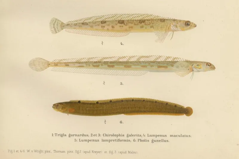 Pamono Wilhelm von Wright and C. Erdmann, Gurnard, Butterfish, Blenny and Eelpout, 1895, Lithograph on Paper> Work On Paper