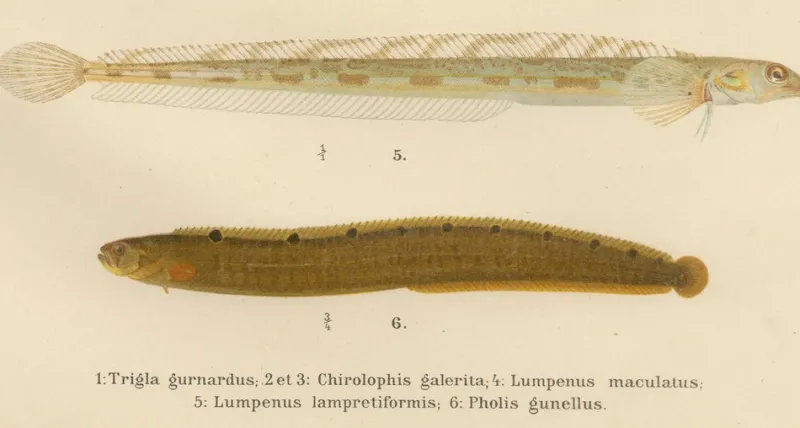 Pamono Wilhelm von Wright and C. Erdmann, Gurnard, Butterfish, Blenny and Eelpout, 1895, Lithograph on Paper> Work On Paper