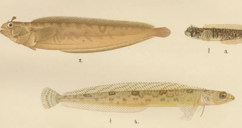 Pamono Wilhelm von Wright and C. Erdmann, Gurnard, Butterfish, Blenny and Eelpout, 1895, Lithograph on Paper> Work On Paper