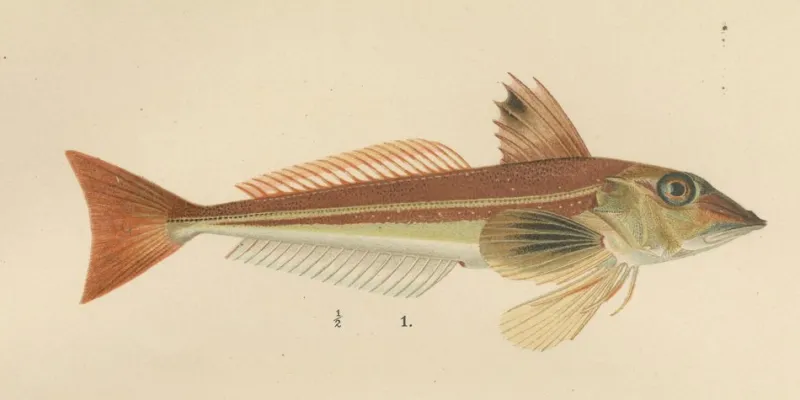 Pamono Wilhelm von Wright and C. Erdmann, Gurnard, Butterfish, Blenny and Eelpout, 1895, Lithograph on Paper> Work On Paper