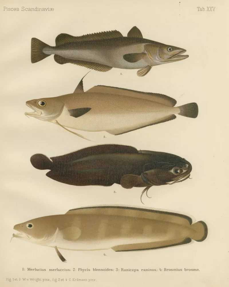 Pamono Wilhelm von Wright and C. Erdmann, Hake, Blue Ling, Tadpole Fish, and Cod, 1895, Lithograph on Paper> Work On Paper