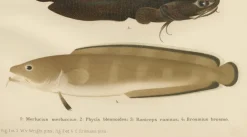 Pamono Wilhelm von Wright and C. Erdmann, Hake, Blue Ling, Tadpole Fish, and Cod, 1895, Lithograph on Paper> Work On Paper