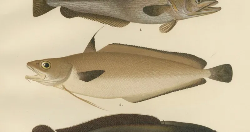 Pamono Wilhelm von Wright and C. Erdmann, Hake, Blue Ling, Tadpole Fish, and Cod, 1895, Lithograph on Paper> Work On Paper